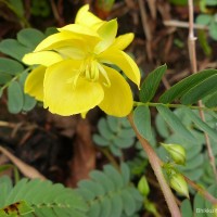 Chamaecrista kleinii (Wight & Arn.) V.Singh